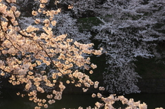 千鳥ヶ淵 325