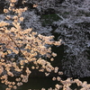 千鳥ヶ淵 325