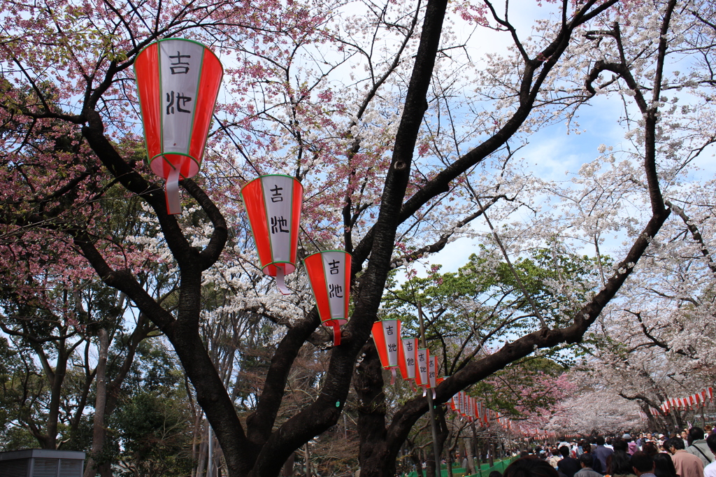 上野の桜・舎人公園 285