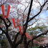 上野の桜・舎人公園 285