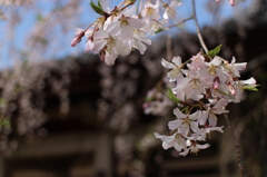 上野の桜・舎人公園 304