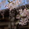 上野の桜・舎人公園 304