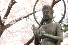 飛鳥山の桜 343