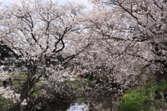 今井の桜 420