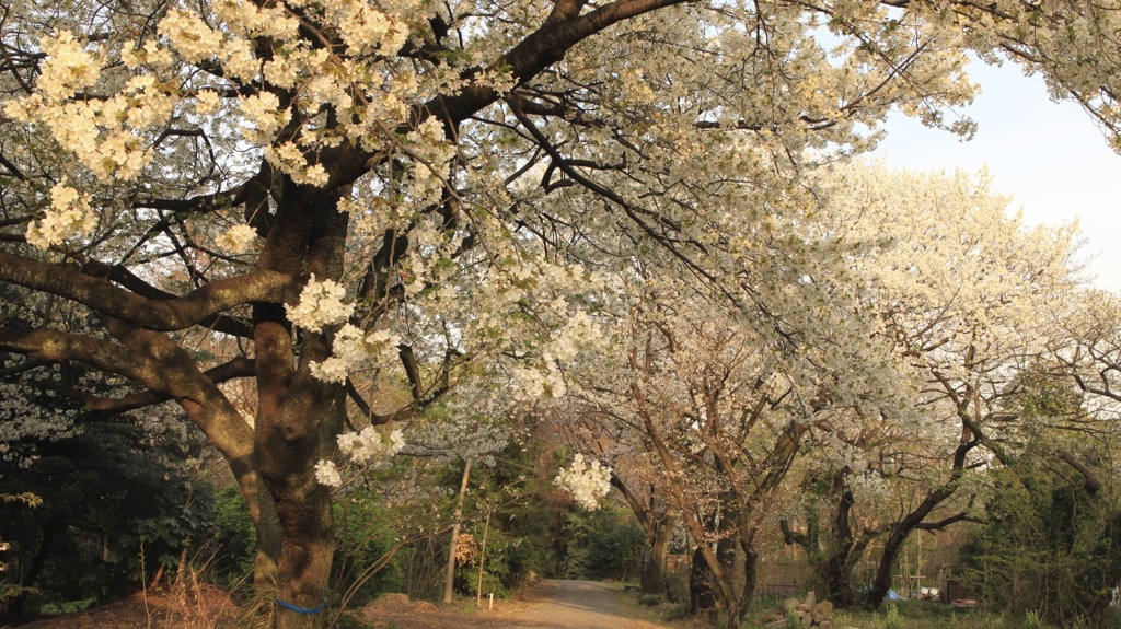 小石川植物園の桜 353