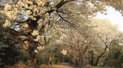 小石川植物園の桜 353