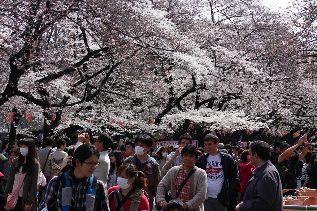上野の桜・舎人公園 289
