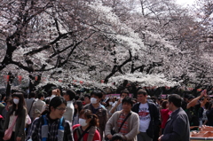 上野の桜・舎人公園 289