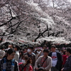 上野の桜・舎人公園 289