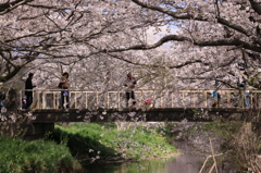 今井の桜 412
