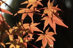 昭和記念公園 070
