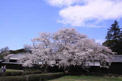 吉田邸の桜 397