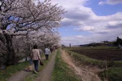 今井の桜 407