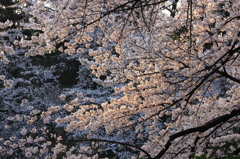 千鳥ヶ淵 321