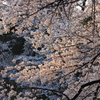 千鳥ヶ淵 321