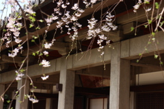 上野の桜・舎人公園 300
