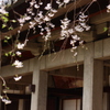上野の桜・舎人公園 300