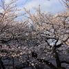 千鳥ヶ淵 336