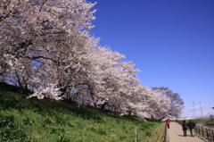 権現堂堤の桜 366