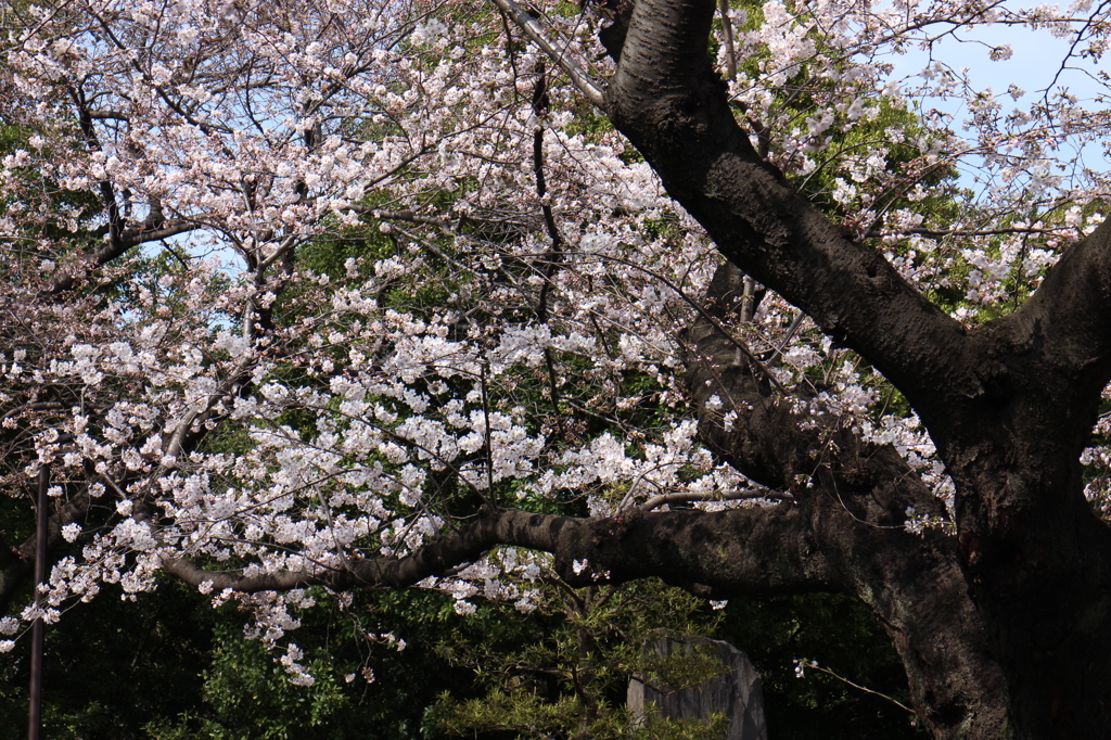 上野の桜・舎人公園 294
