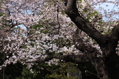 上野の桜・舎人公園 294