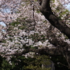 上野の桜・舎人公園 294