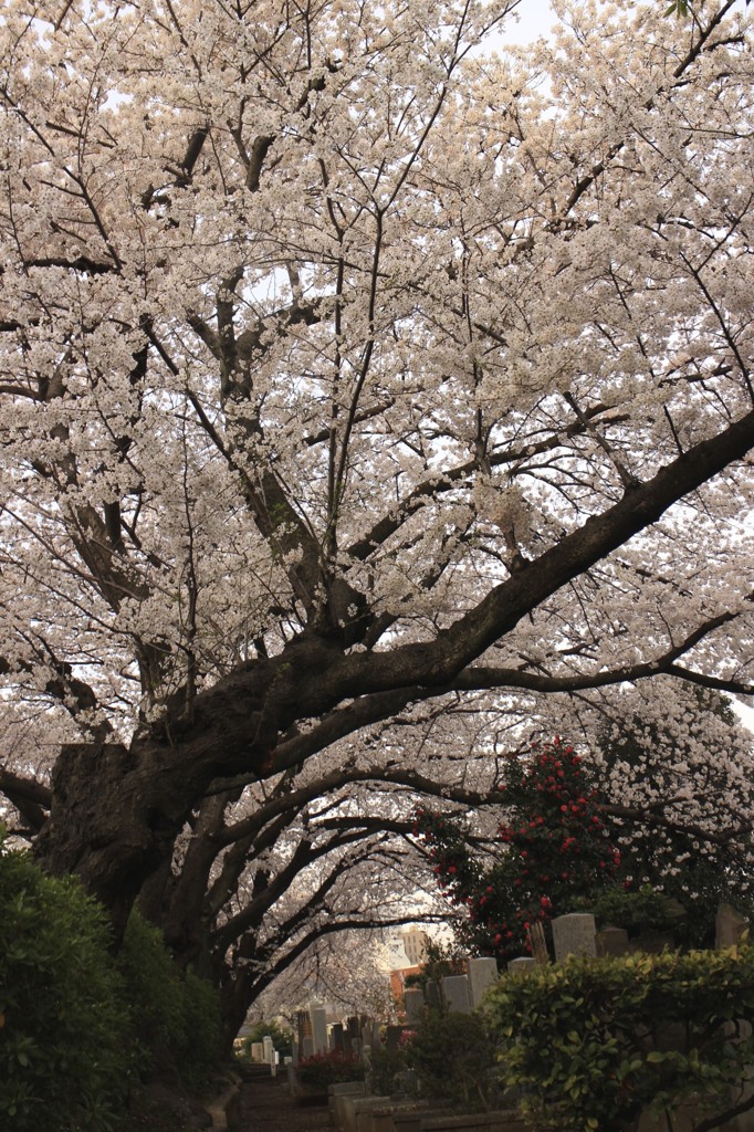 染井霊園の桜 348