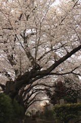 染井霊園の桜 348