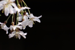 上野の桜・舎人公園 299