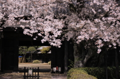 吉田邸の桜 395