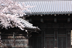 上野の桜・舎人公園 291