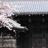 上野の桜・舎人公園 291