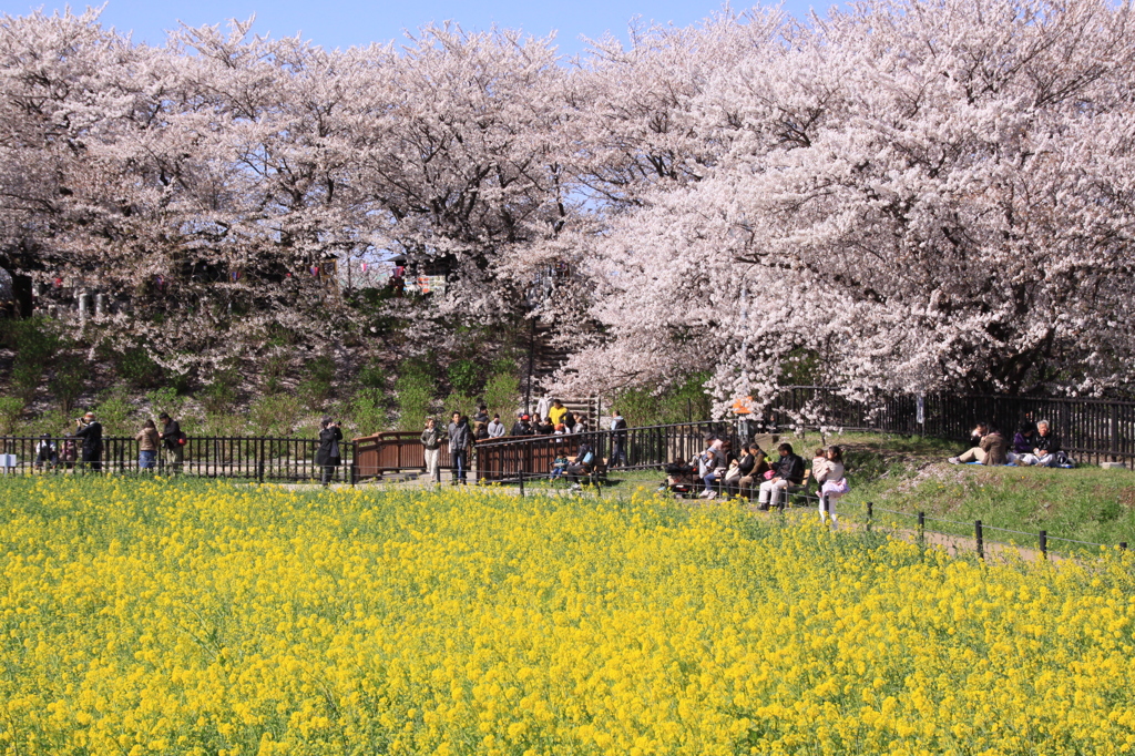 権現堂堤の桜 369
