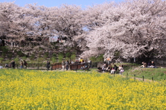 権現堂堤の桜 369