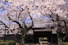 吉田邸の桜 388