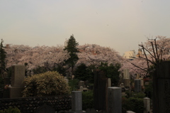 染井霊園の桜 350