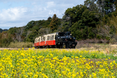 里山トロッコ列車と石神菜の花畑