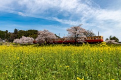 小湊鐵道の春