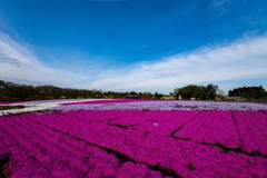 富田さとにわ耕園の芝桜