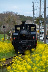 里山トロッコ列車と菜の花