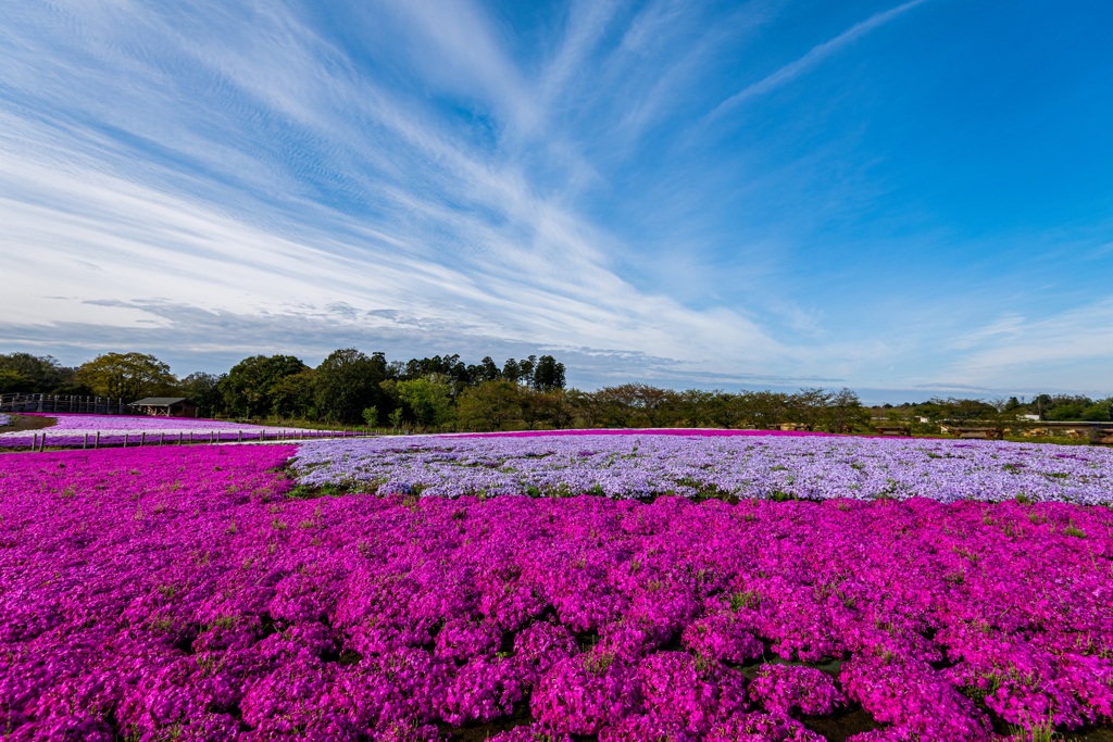 富田さとにわ耕園の芝桜