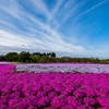 富田さとにわ耕園の芝桜