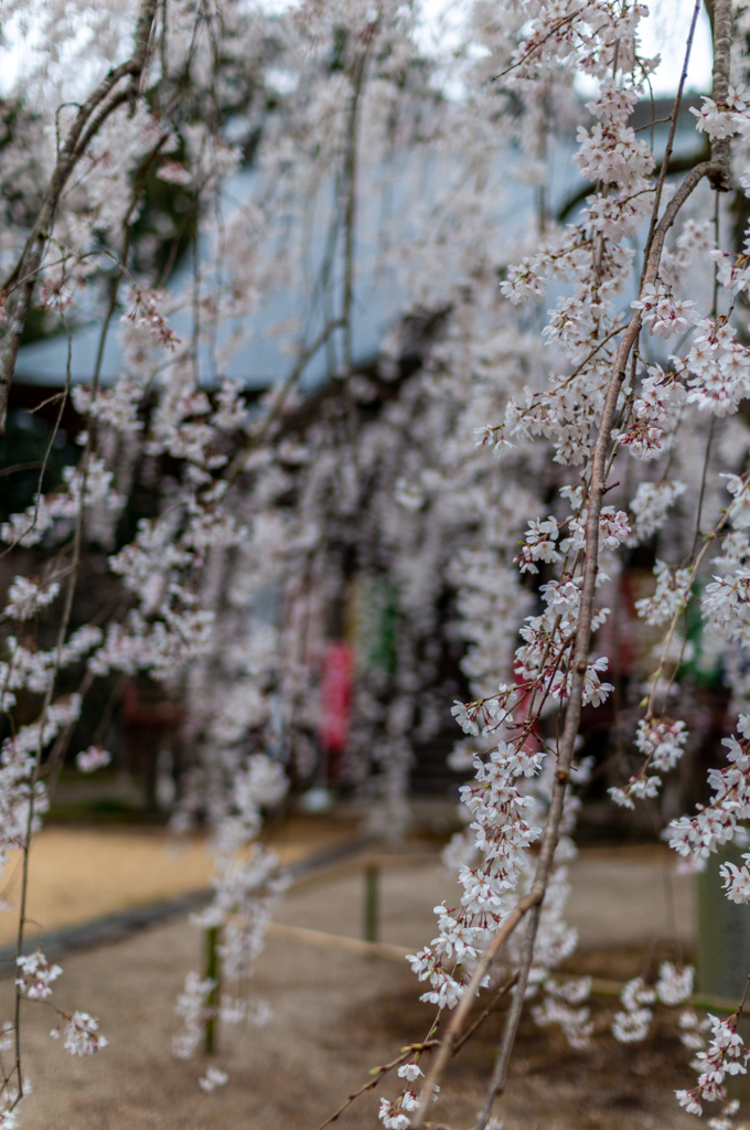 栄福寺の枝垂桜