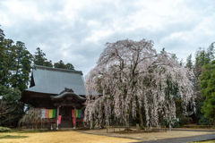 栄福寺の枝垂桜