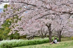 おゆみ野さくら公園