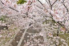 おゆみ野さくら公園