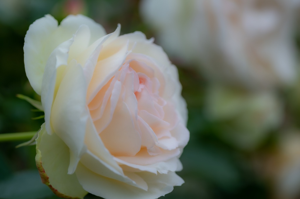 DSC_2000
