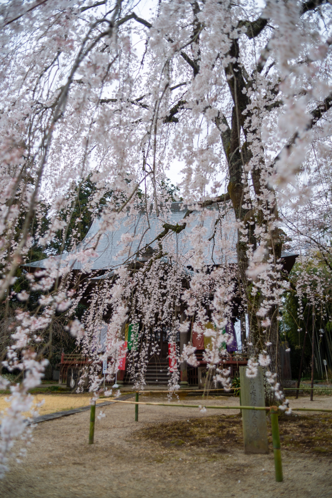 栄福寺の枝垂桜