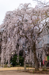 栄福寺の枝垂桜