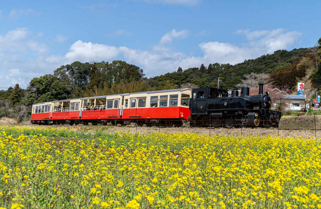 里山トロッコ列車と石神菜の花畑